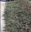 Cotoneaster / Cotoneaster apiculata 